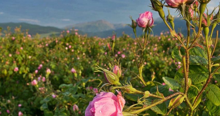 Ankara Çıkışlı Isparta Gül Hasadı Salda Gölü ve Pamukkale Turu | 1 Gece Otel Konaklamalı